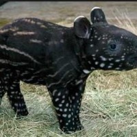 tapir