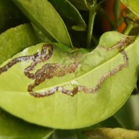 leaf miner