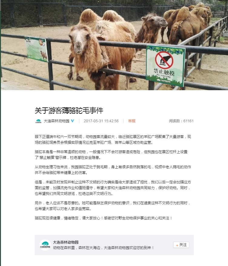 大连大妈动物园内薅骆驼毛