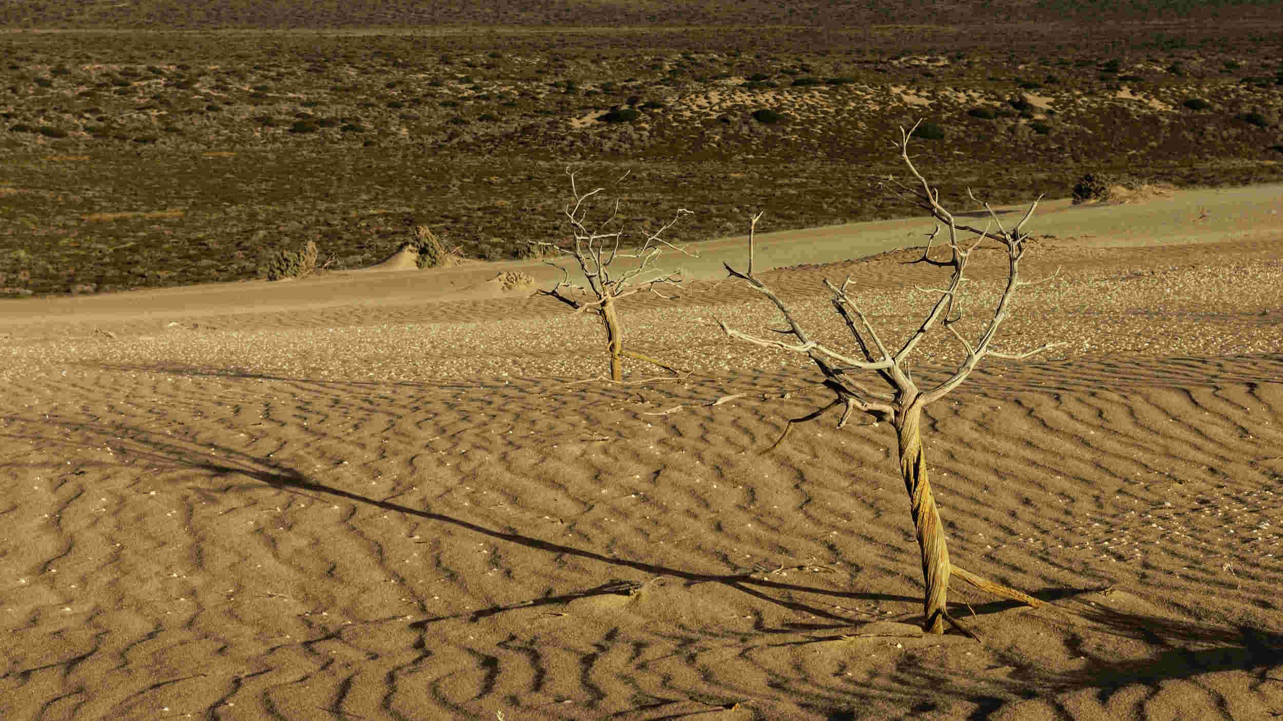 Seed-launching drone for tree planting could combat deforest