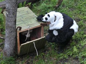 卧龙自然保护区大熊猫野外训练