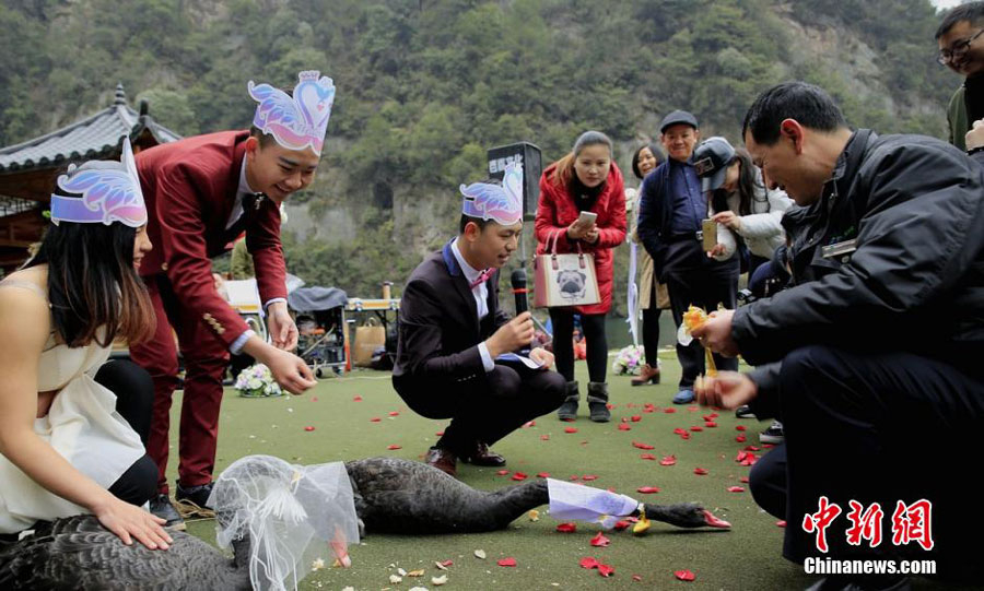 湖南张家界两只黑天鹅结婚