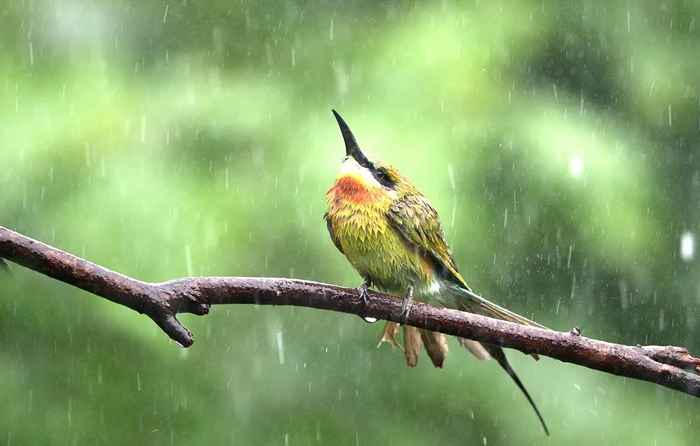 倾盆大雨用英语怎么说？你那里下雨了吗？