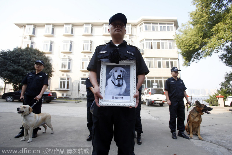 感人！警犬“旺财”的葬礼