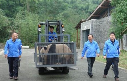 乔迁新居啦！大熊猫安家神农架