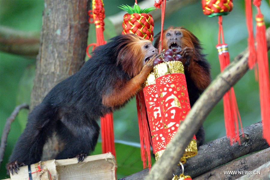 Lucky bags used to feed mo<em></em>nkeys in Singapore