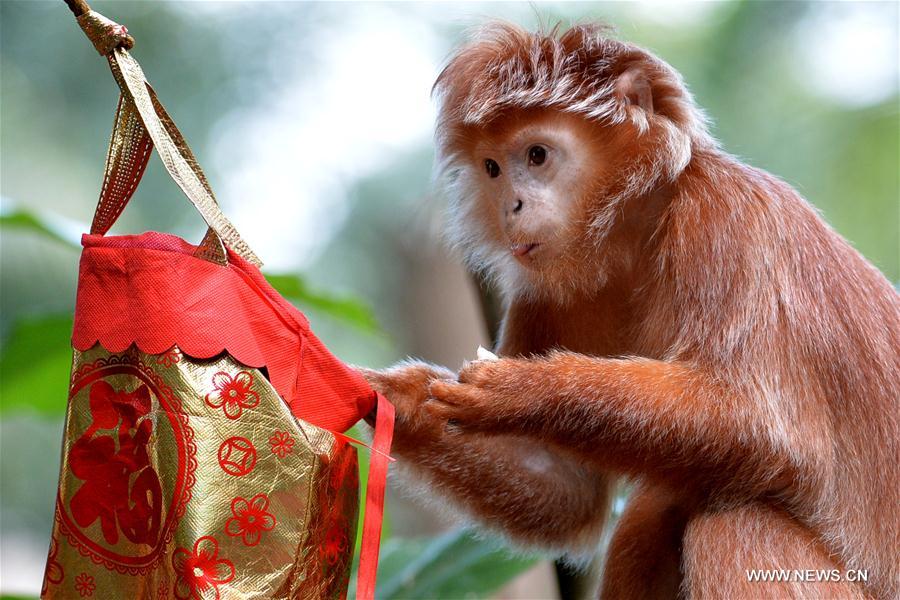 Lucky bags used to feed mo<em></em>nkeys in Singapore