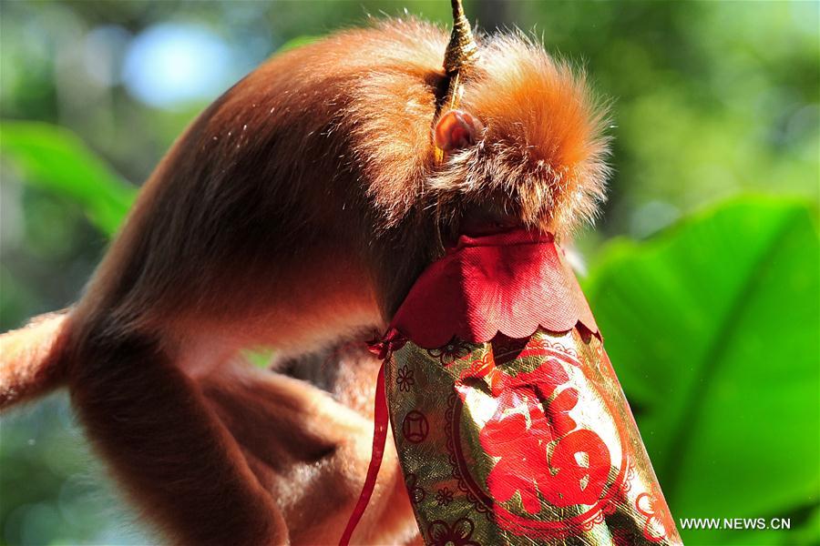 Lucky bags used to feed mo<em></em>nkeys in Singapore