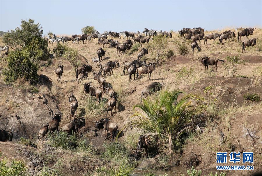 Drama plays out during Maasai Mara migration