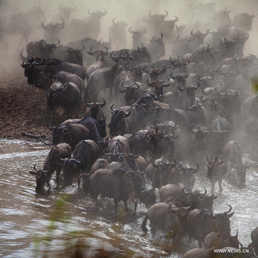 Millions of animals cross the Mara River from Tanzania into