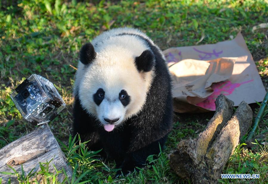 Giant panda Beibei celebrates 1st birthday in Washington