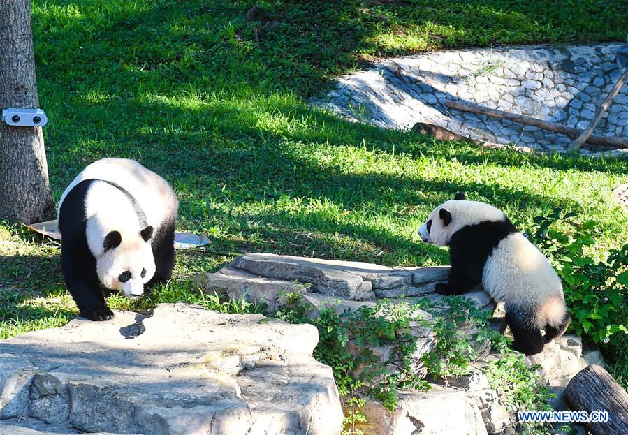 Giant panda Beibei celebrates 1st birthday in Washington