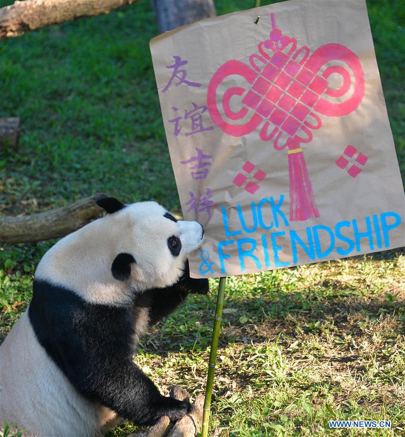 Giant panda Beibei celebrates 1st birthday in Washington