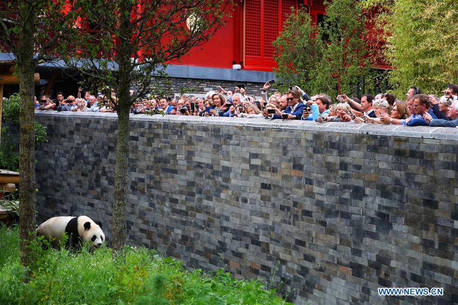 New superstars in town-Pandas debut in Dutch zoo