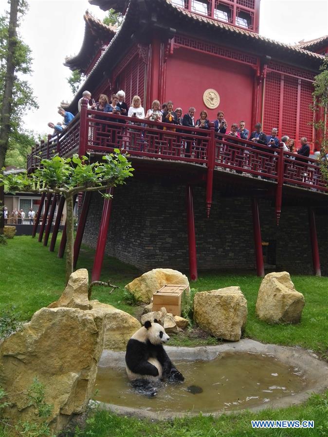 New superstars in town-Pandas debut in Dutch zoo