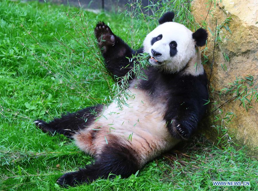 New superstars in town-Pandas debut in Dutch zoo