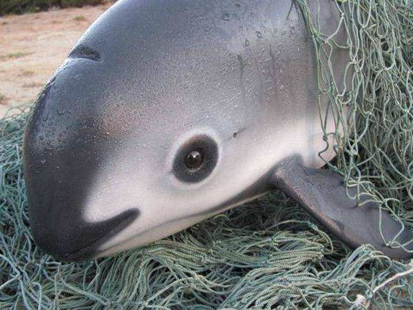 Save the vaquita by stopping illegal trade of totoaba