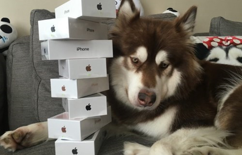 王思聪为爱犬买8台iPhone7,网友：活得不如狗