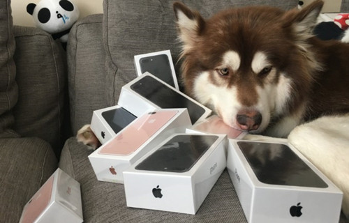 王思聪为爱犬买8台iPhone7,网友：活得不如狗