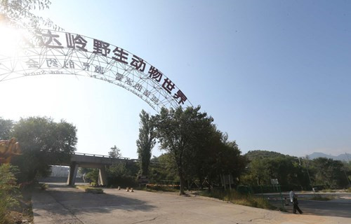 八达岭动物园老虎伤人致1死1伤后，遭停保，或理赔无望