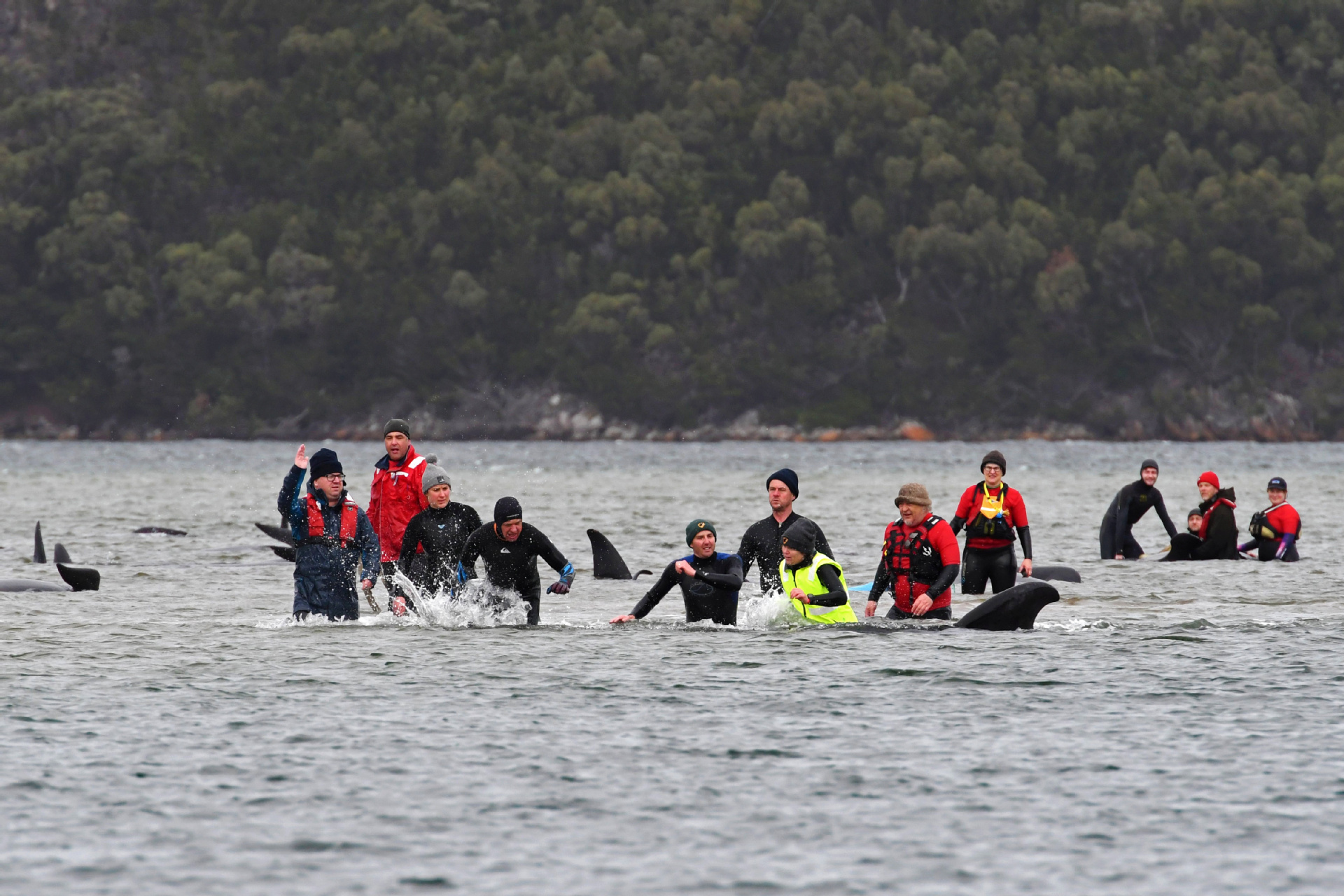 澳大利亚出现罕见大规模鲸鱼搁浅  近400头已死亡