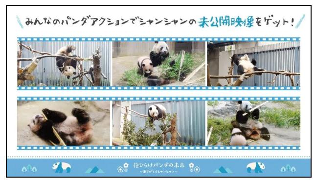 排面儿！日本送别大熊猫“香香”，海报纪念章都安排上了……