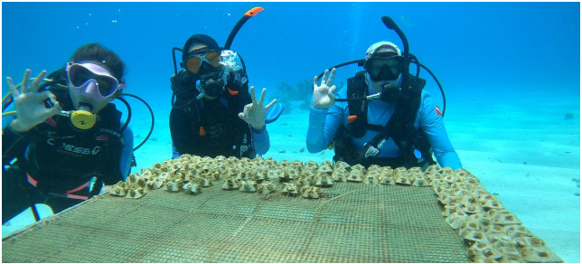 妇女领导联合国教科文组织海花生物圈保护区的海洋恢复工作