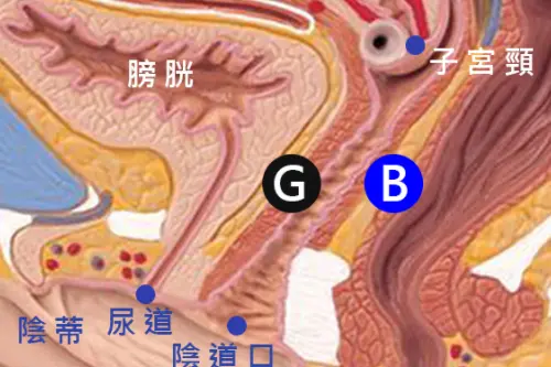 那G点是什么呢？女人的g点在什么位置