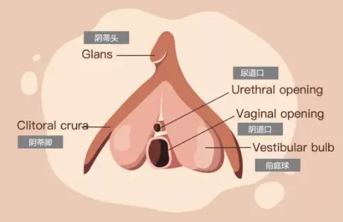 【科普】第一次爱爱关了灯怎么才能准确找到洞口