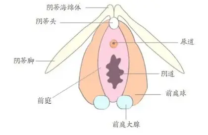 【科普】第一次爱爱关了灯怎么才能准确找到洞口