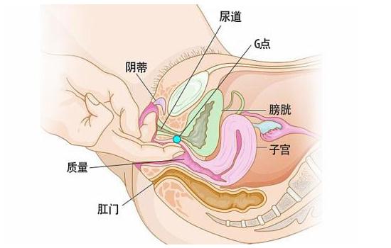 女性g点在哪里 女性abcg点位置清晰图解