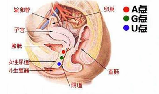 女性g点在哪里 女性abcg点位置清晰图解