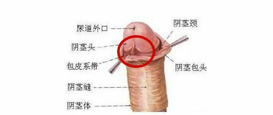 关于高潮的秘密，这些知识你知道吗？