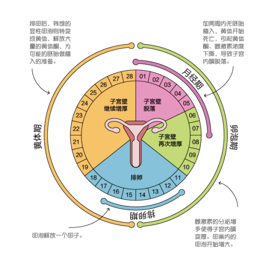 关于高潮的秘密，这些知识你知道吗？