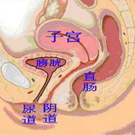 了解女性生殖器官，为科学备孕做准备