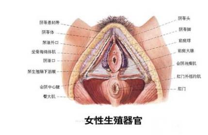 真人女性生殖生理（图）