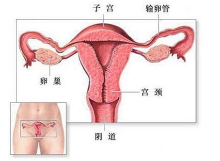 美女的阴道:图解健康的女性私处长啥样(图)