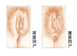 美女的阴道:图解健康的女性私处长啥样(图)