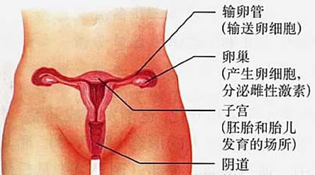 女性的隐秘部位到底什么样图片：结构及生殖生理详解