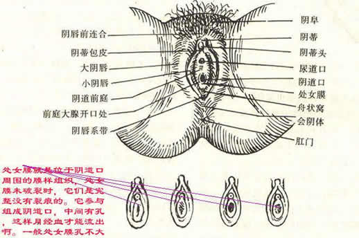 女性的隐秘部位到底什么样图片：结构及生殖生理详解