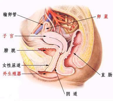 女性的隐秘部位到底什么样图片：结构及生殖生理详解