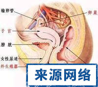 阴道图片 女性阴道小常识