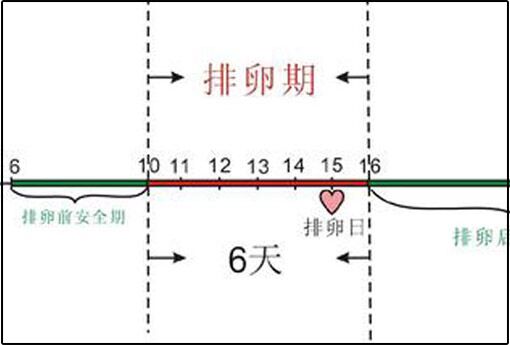 排卵期_两性知识