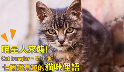 喵星人来袭！ Cat burglar 是「猫小偷」？七个超有趣的猫咪俚语