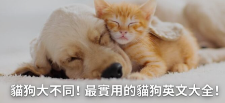 【宠物英文】猫狗大不同！最实用的猫狗英文大全！