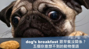 【实用俚语】dog’s breakfast ≠ 狗的早餐? 五个意想不到的动物俚语