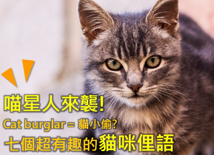 喵星人来袭！ Cat burglar 是「猫小偷」？七个超有趣的猫咪俚语