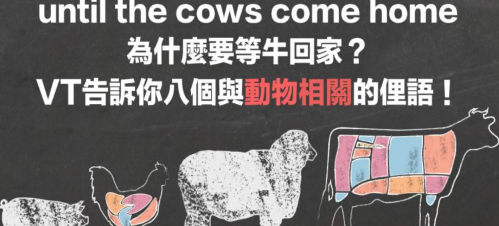 Until the cows come home. 奇怪！为什么要等牛回家？ VT 告诉你八个与「动物相关」的俚语！