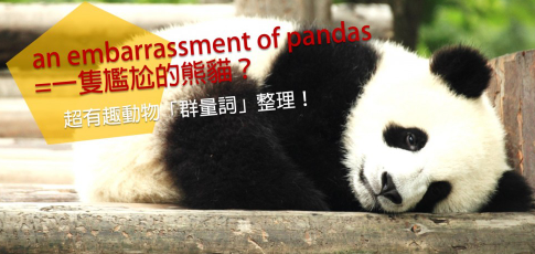 An embarrassment of pandas = 一只尴尬的熊猫？超有趣动物「群量词」整理！