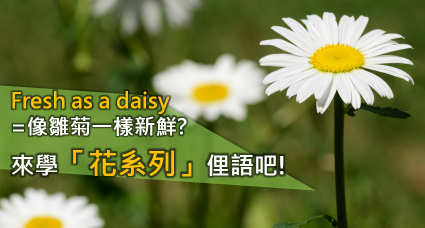 fresh as a daisy = 像雏菊一样新鲜？玫瑰的英文是？一起来学「花系列」俚语吧！